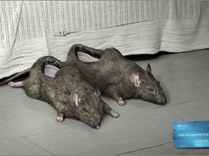 ���ס���]����֮BT��Ь