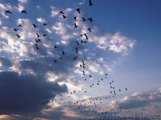 �ѻ��Ҽ�����������Փ���F(tu��n)�(du��)����