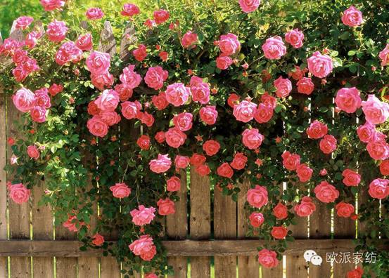 2014�W�ɼҼ�������Ʒ��ɫ�_�����Wҫ����