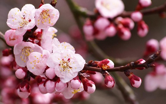 ���z�Ҽ������з۲ʡ��y�� �c����s��