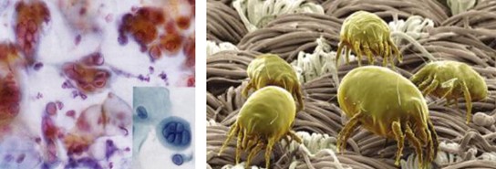 ����˯����ه��Violet���C�Ҽ�