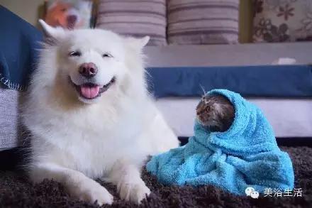 ��ԡ���ë�����Ԍ�����ë��Ҳ�����v����