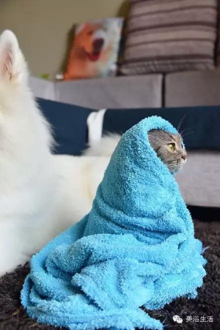 ��ԡ���ë�����Ԍ�����ë��Ҳ�����v����