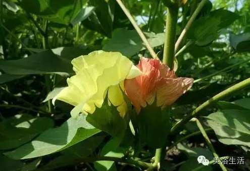 ��ԡ����Ƶ�Ĵ�����ë����ԡ���ʲô���ǰ�ɫ����