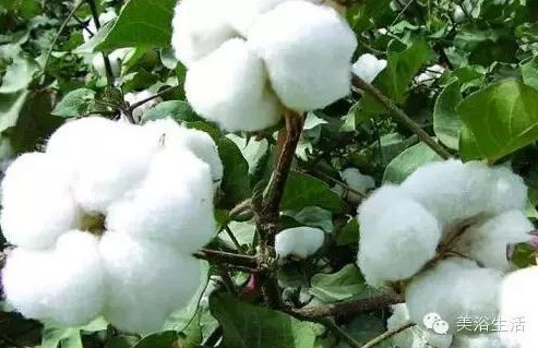 ��ԡ����Ƶ�Ĵ�����ë����ԡ���ʲô���ǰ�ɫ����