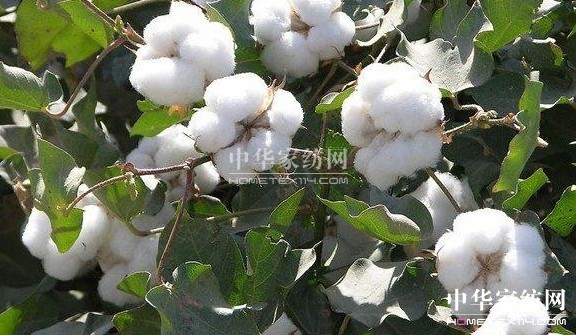 ��ԡ����������������Ļ�--�޻���