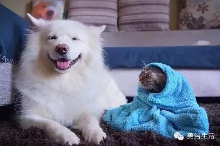 ��ԡ���ë�����Ԍ��ͣ�ë��Ҳ�����v����