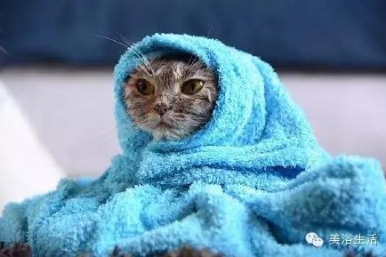 ��ԡ���ë�����Ԍ��ͣ�ë��Ҳ�����v����