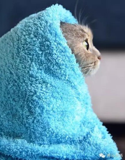 ��ԡ���ë�����Ԍ�����ë��Ҳ�����v����