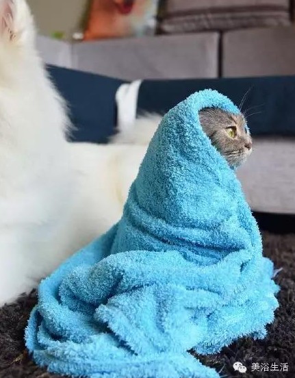 ��ԡ���ë�����Ԍ��ͣ�ë��Ҳ�����v����