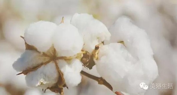 ��ԡ���Փһ�lë�����������B(y��ng)��