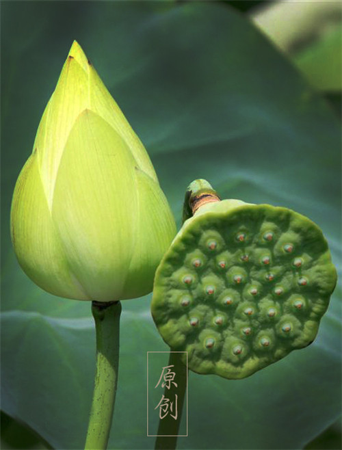 Ϧ��������