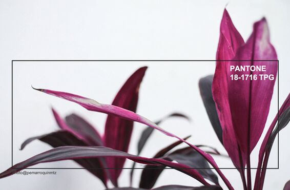 �҃�(n��i)����Ʒ�O(sh��)Ӌ(j��)ƫ��(��i)2019�ﶬ����ɫ�������ʼt